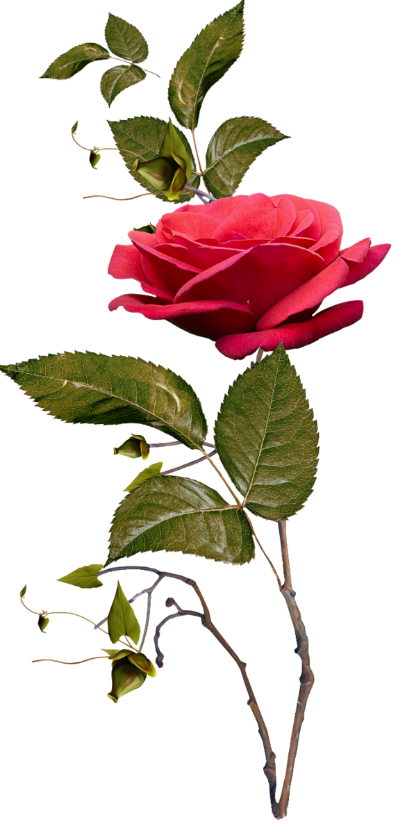 Transparent Garden Roses Tiff Cabbage Rose Flower Plant for Valentines Day