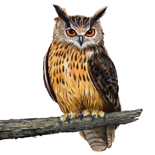 Transparent Thanksgiving Bird Owl Bird of prey for Thanksgiving Owl for Thanksgiving