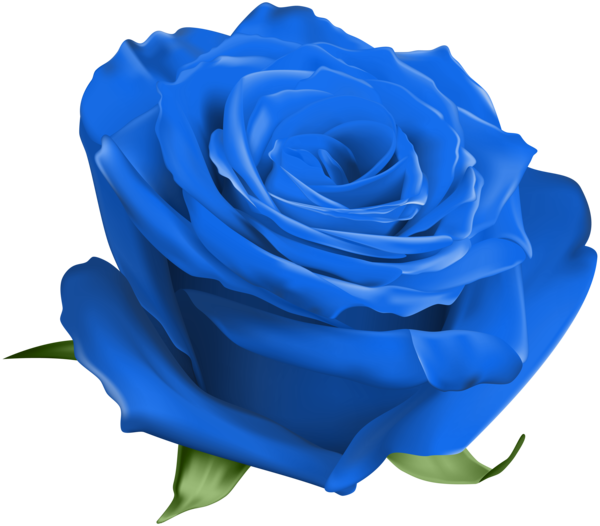 Transparent Garden Roses Blue Rose Cabbage Rose Flower Rose for Valentines Day