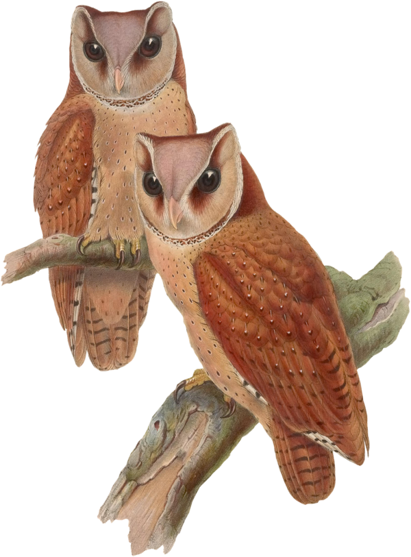 Transparent Thanksgiving Owl Bird Barn owl for Thanksgiving Owl for Thanksgiving
