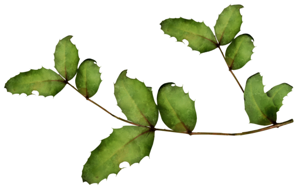 Transparent Ilex Crenata Plant Christmas Leaf for Christmas