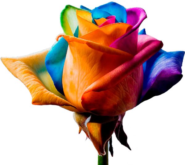 Transparent Flower Color Rainbow Rose Petal Plant for Valentines Day