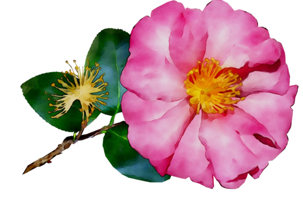 Transparent Cabbage Rose Garden Roses French Rose Flower Petal for Valentines Day