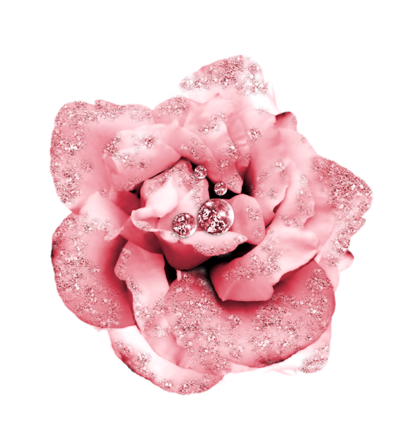 Transparent Beach Rose Flower Petal Pink for Valentines Day
