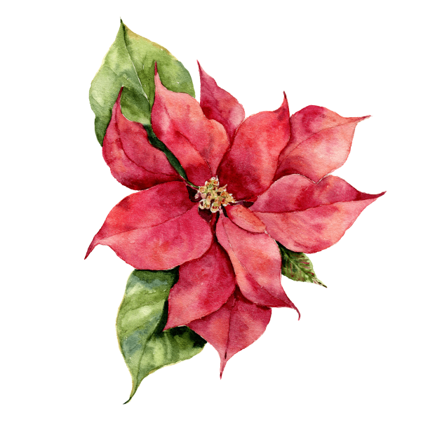Transparent Poinsettia Watercolor Painting Christmas Day Flower Pink for Christmas