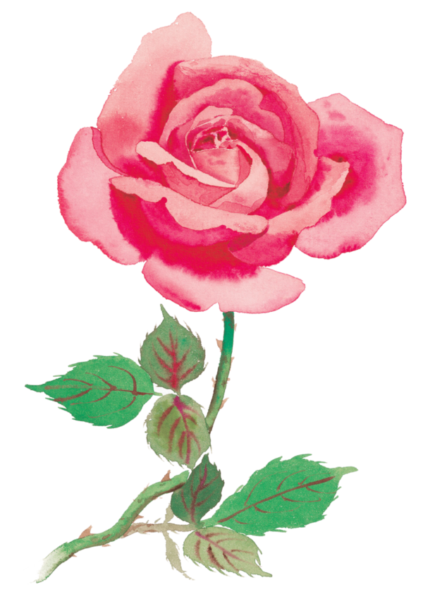 Transparent Rose Watercolor Painting Flower Pink Plant for Valentines Day