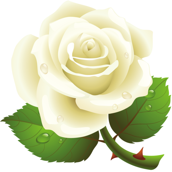 Transparent Rose Garden Roses White for Valentines Day