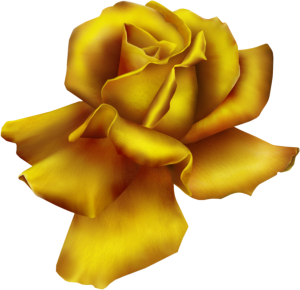 Transparent Rose Yellow Garden Roses Flower Rose Order for Valentines Day