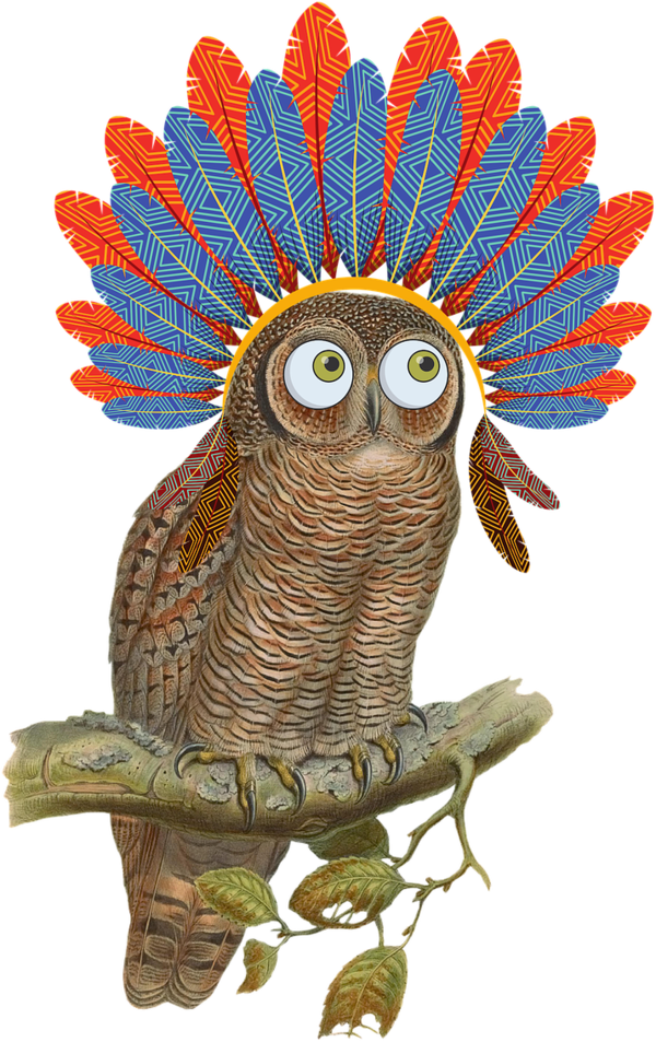 Transparent Thanksgiving Owl Bird Bird of prey for Thanksgiving Owl for Thanksgiving