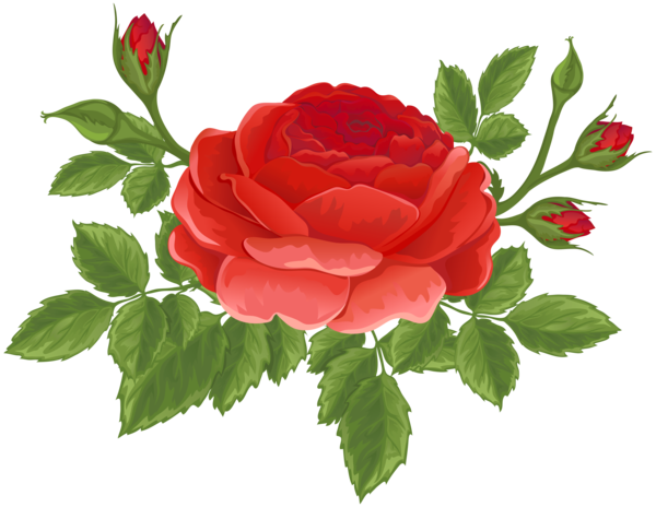 Transparent Garden Roses Centifolia Roses Floribunda Plant Flower for Valentines Day
