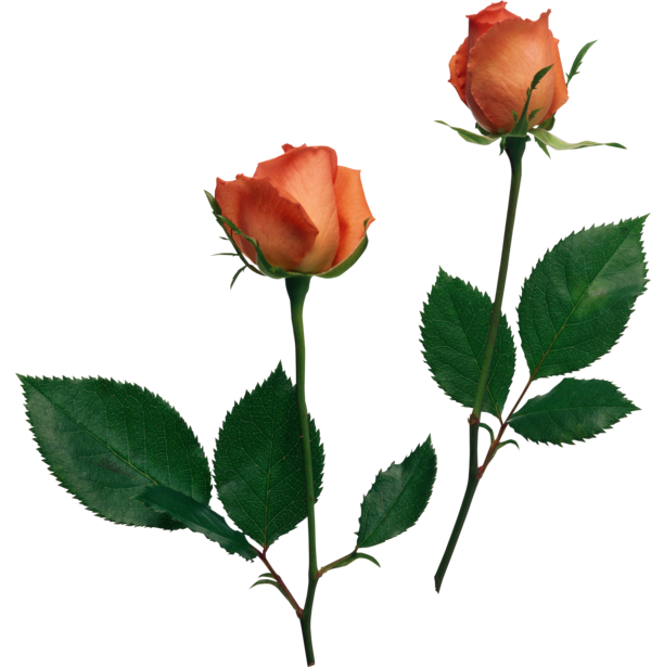 Transparent Beach Rose Flower Garden Roses Plant for Valentines Day