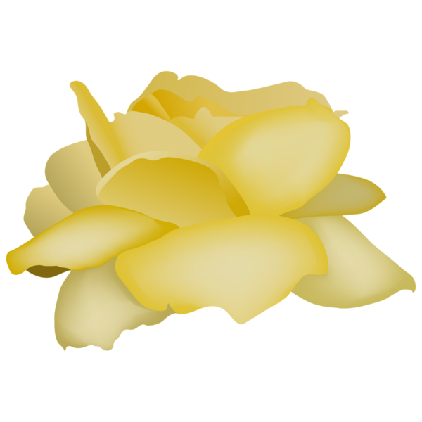 Transparent Rose Videoblocks Flower White Yellow for Valentines Day