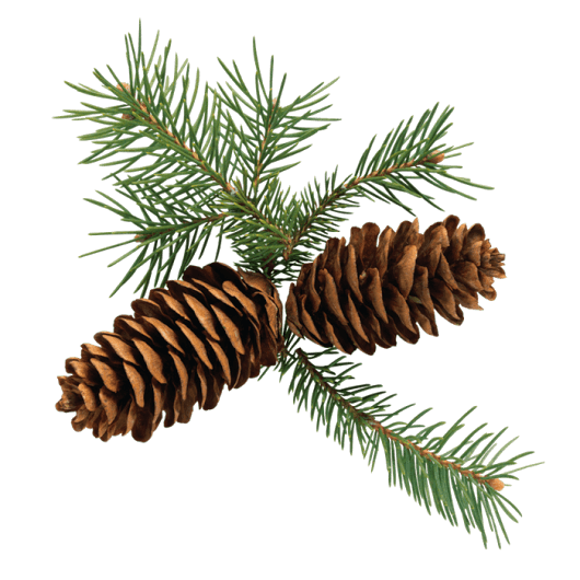 Transparent Fir Conifer Cone Spruce Pine Family Tree for Christmas