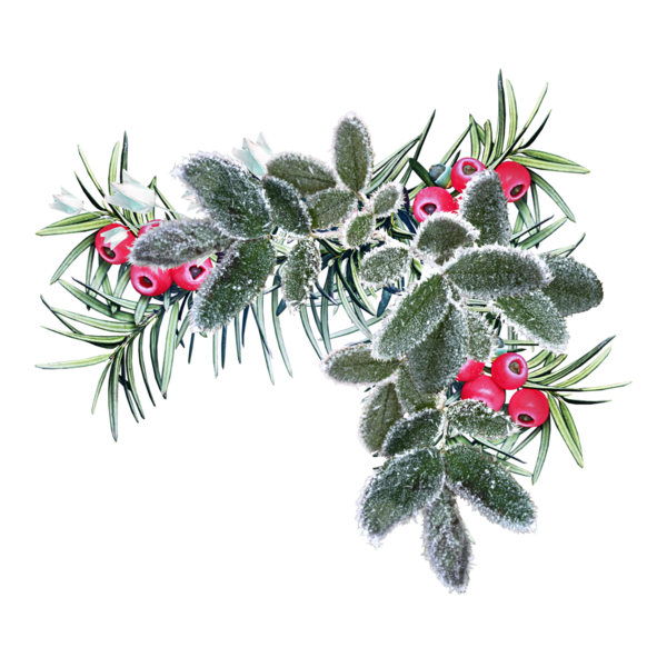 Transparent Flower Winter Christmas Evergreen Plant for Christmas