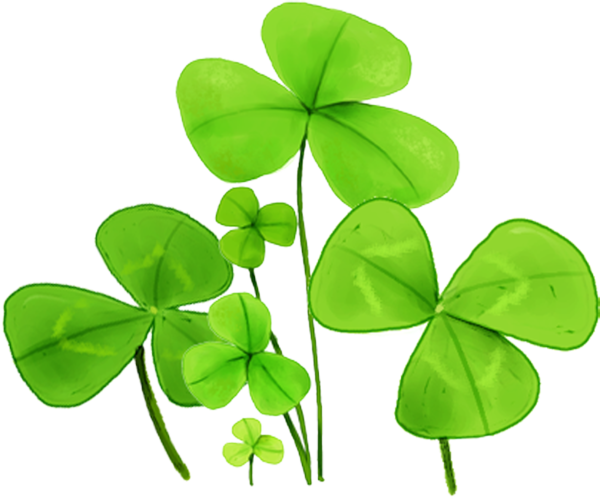 Transparent Fourleaf Clover Clover Leaf Plant for St Patricks Day