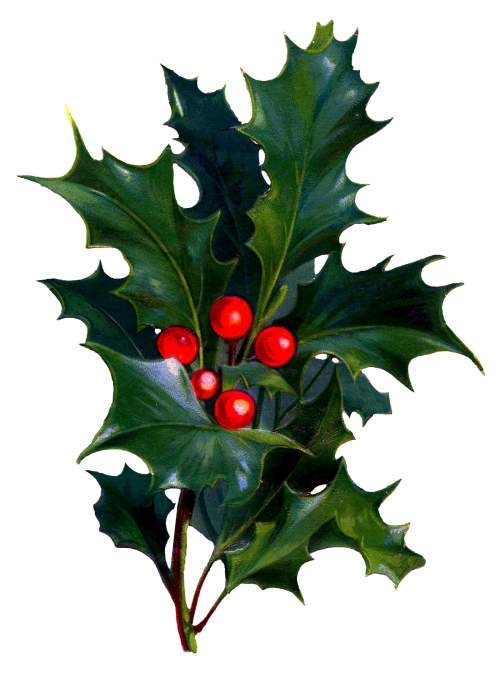 Transparent Christmas Birthday Christmas Card Aquifoliaceae Plant for Christmas