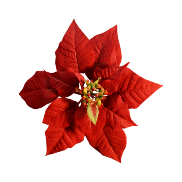 Transparent Christmas Day Poinsettia Template Red Flower for Christmas