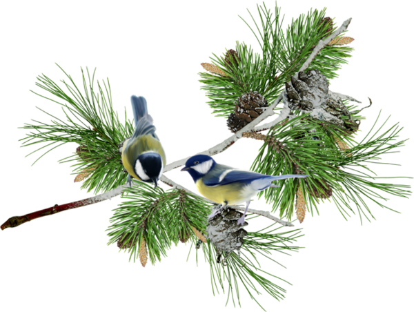 Transparent Bird Raster Graphics Depositfiles Evergreen Pine Family for Christmas