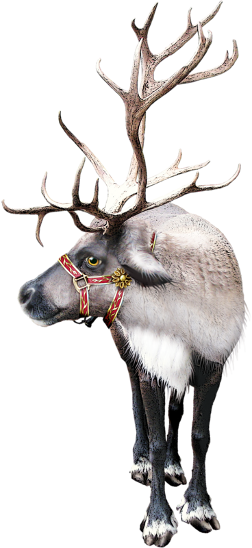 Transparent Reindeer Santa Claus Christmas Day Deer for Christmas