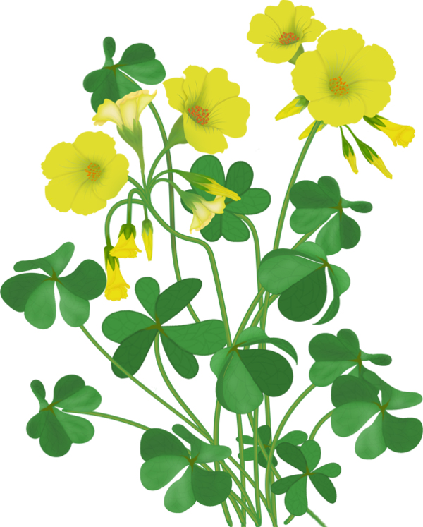 Transparent Drawing Flower Watercolor Painting Yellow for St Patricks Day