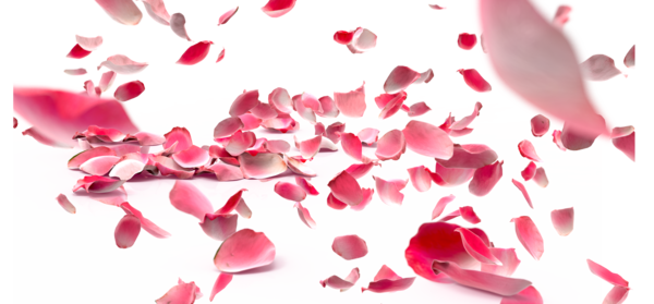Transparent Petal Rose Flower Pink Heart for Valentines Day