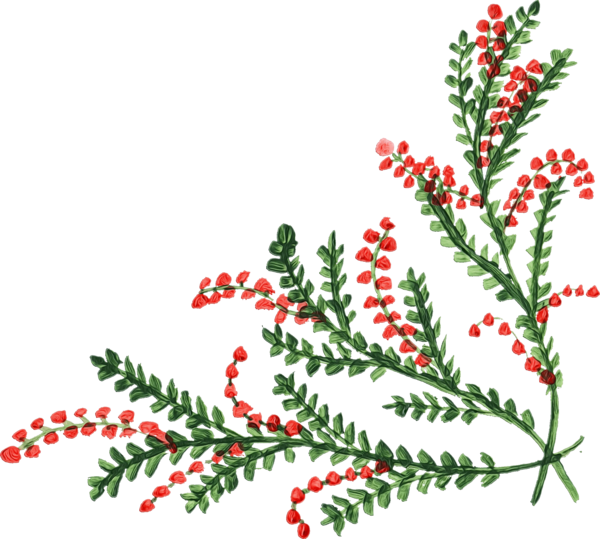 Transparent Aquifoliales Christmas Ornament Spruce Plant Flower for Christmas