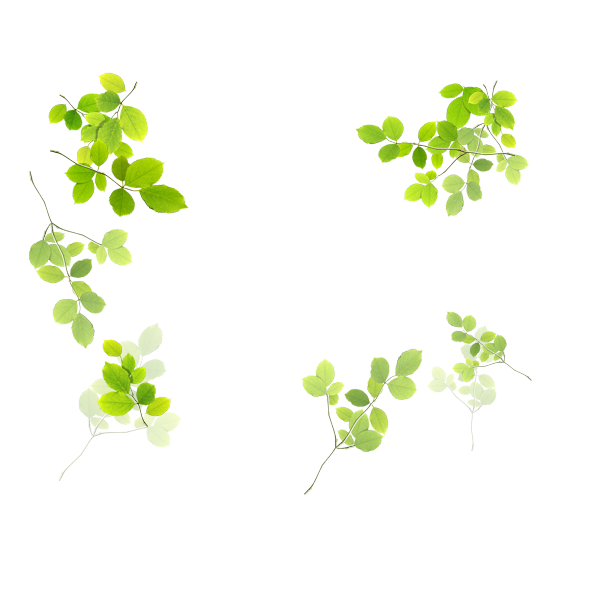 Transparent Gratis Raster Graphics Animation Plant Flora for St Patricks Day