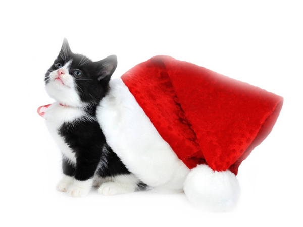Transparent Kitten Christmas Siamese Cat Cat Red for Christmas