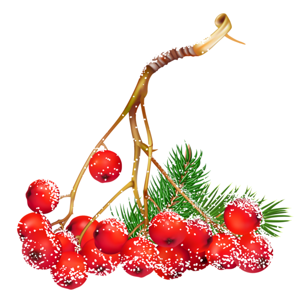 Transparent Christmas Day Berries Common Holly Fruit Natural Foods for Christmas