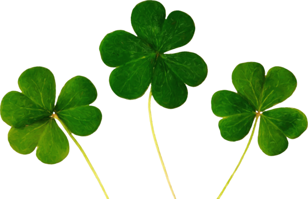 Transparent Luck Fourleaf Clover Clover Shamrock Plant for St Patricks Day