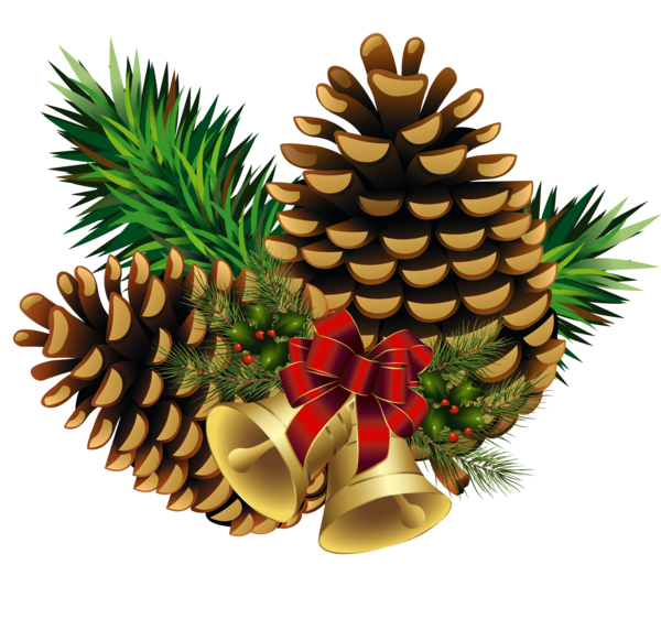 Transparent Pine Conifer Cone Eastern White Pine Fir Pine Family for Christmas