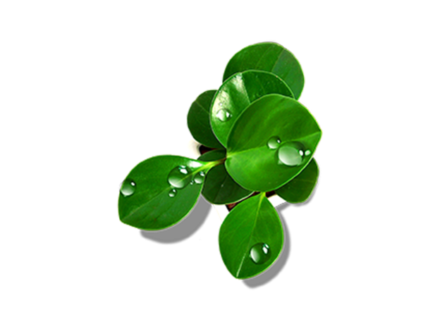 Transparent Drop Leaf Green Plant for St Patricks Day