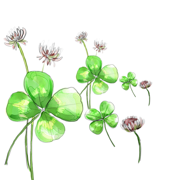 Transparent Fourleaf Clover Clover Leaf Plant Flora for St Patricks Day
