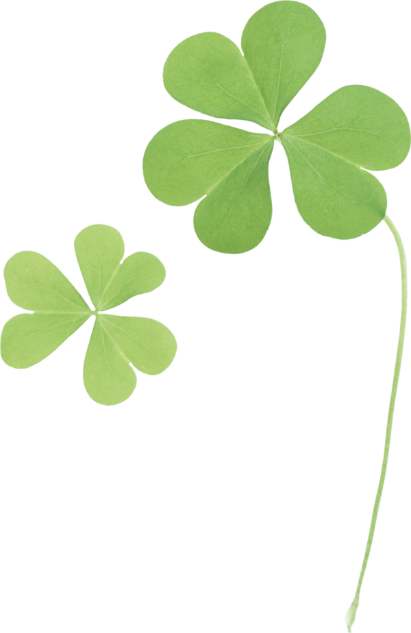 Transparent Job Labor And Social Security Attorney Company Green Leaf for St Patricks Day