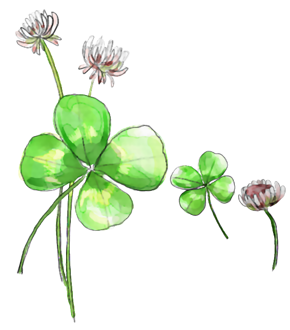 Transparent Fourleaf Clover Clover Flower Green for St Patricks Day