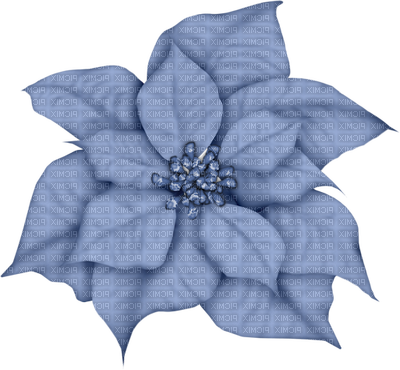 Transparent Poinsettia Flower Christmas Blue Plant for Christmas