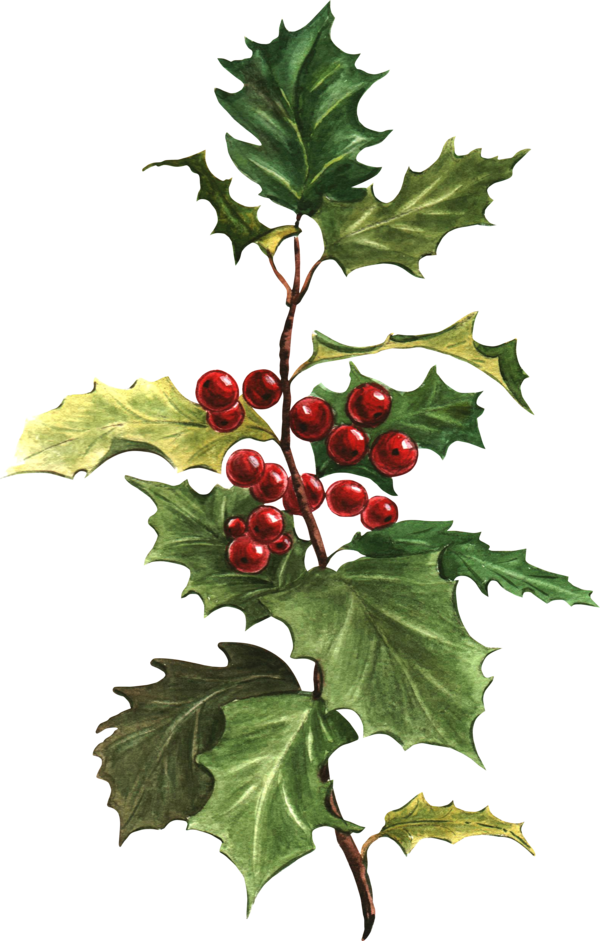 Transparent Holly Poinsettia Poster Plant for Christmas