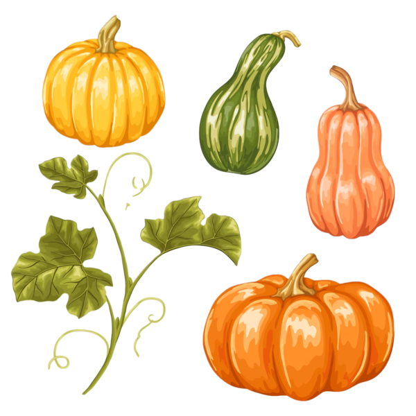 Transparent Thanksgiving Natural foods Calabaza Vegetable for Thanksgiving Pumpkin for Thanksgiving