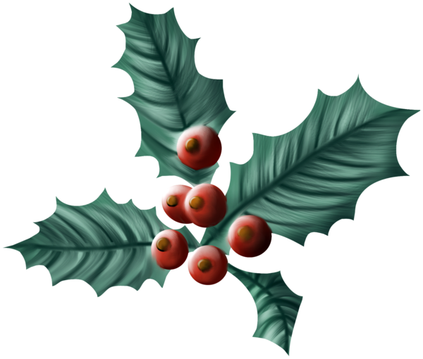 Transparent Common Holly Christmas Drawing Plant Leaf for Christmas