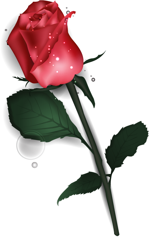 Transparent Garden Roses Valentine S Day Flower Pink Plant for Valentines Day