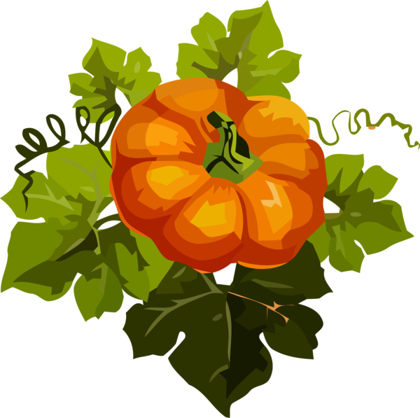 Transparent Thanksgiving Orange Plant Flower for Thanksgiving Pumpkin for Thanksgiving