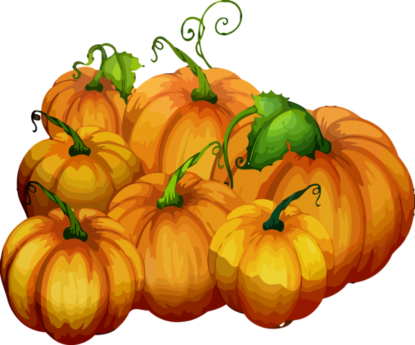Transparent Thanksgiving Natural foods Pumpkin Calabaza for Thanksgiving Pumpkin for Thanksgiving