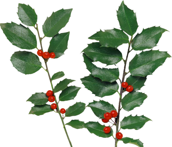 Transparent Holly Berry Auglis Evergreen Plant for Christmas