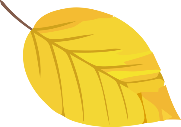 Transparent Thanksgiving Leaf Yellow Tree for Fall Leaves for Thanksgiving