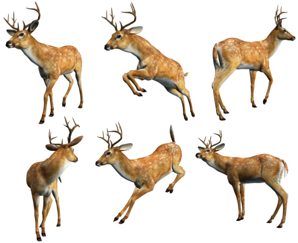 Transparent Deer Puppy 3d Computer Graphics Elk Antelope for Christmas