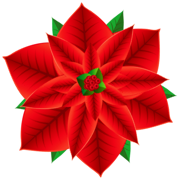 Transparent Poinsettia Red Flower for Christmas