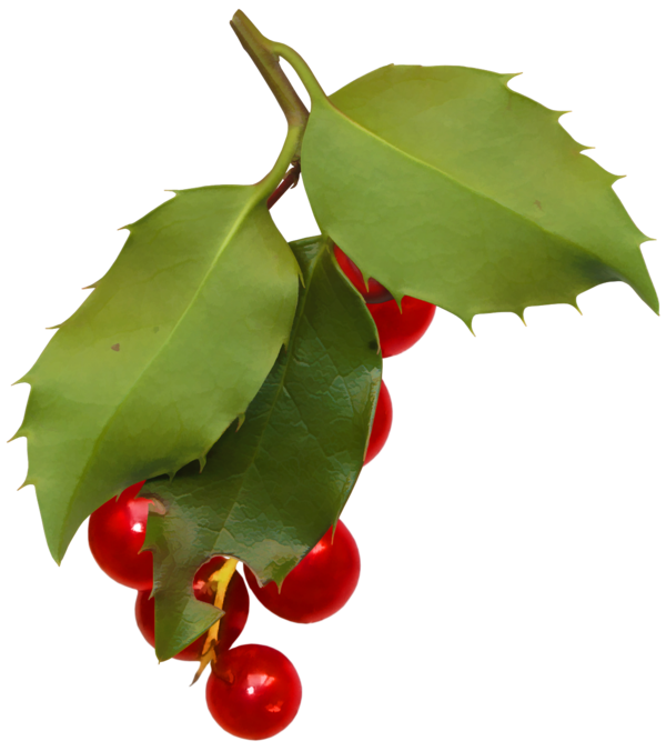 Transparent Holly Aquifoliales Leaf Plant for Christmas