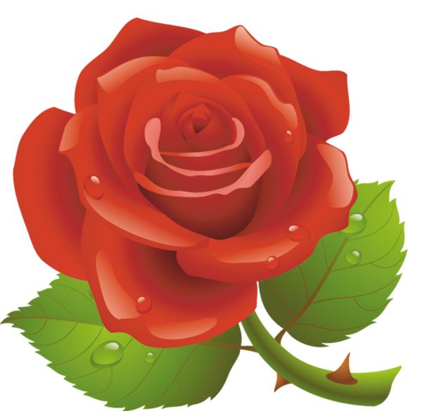 Transparent Valentine S Day Red Rose Plant Flower for Valentines Day