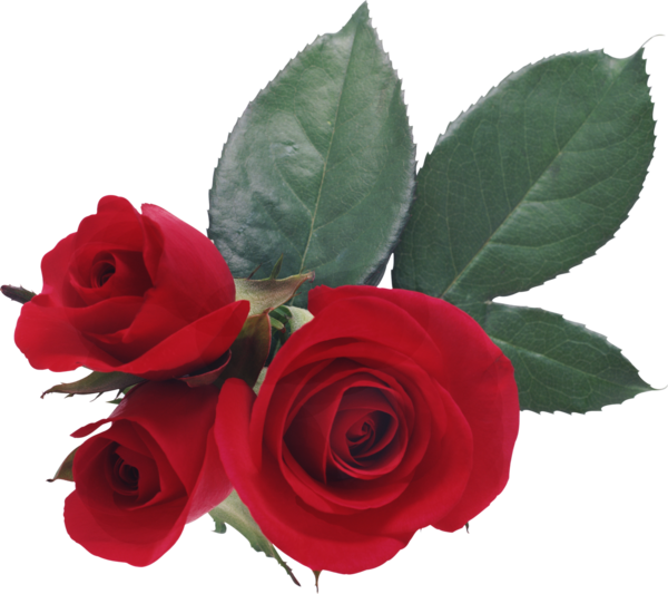 Transparent Love Rose Heart Petal Plant for Valentines Day