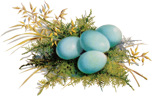Transparent Egg Casserole Shirred Eggs Egg Easter Egg for Easter